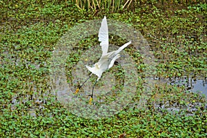 Snowy egret flies over water