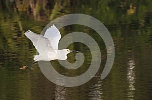 Snowy Egret in Flight