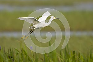 Snowy Egret in flight across the everglades