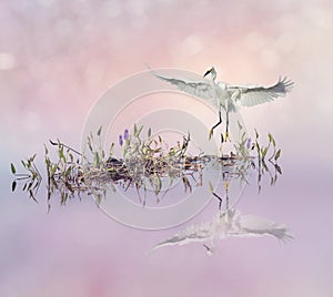 Snowy Egret in flight over lake