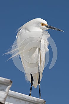 Snowy Egret on the Florida Gulf Coast