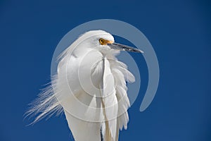 Snowy Egret on the Florida Gulf Coast