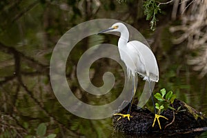 Snowy egret in a Florida swamp.