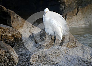 Snowy egret fluffed up