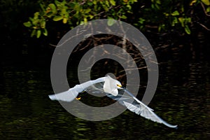 Snowy Egret Flying