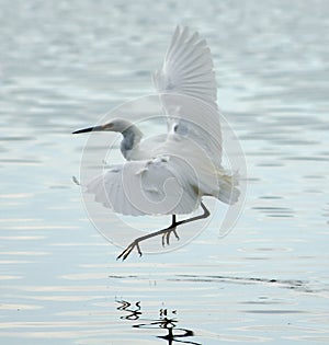 Snowy Egret flying in Bolinas Lagoon