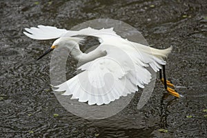 Snowy egret flying while dragging its feet in the water.