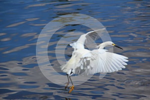 Snowy egret flying over a lake photo