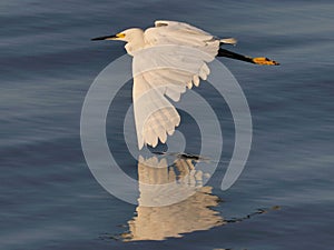 Snowy Egret Flying tip touch photo