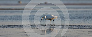 Snowy Egret Foraging, Breeding Plumage, San Carlos Bay, Bunche B