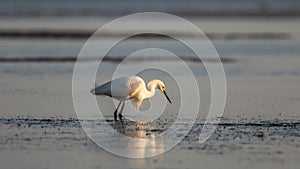 Snowy Egret Foraging, Breeding Plumage, San Carlos Bay, Bunche B