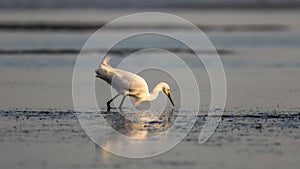 Snowy Egret Foraging, Breeding Plumage, San Carlos Bay, Bunche B