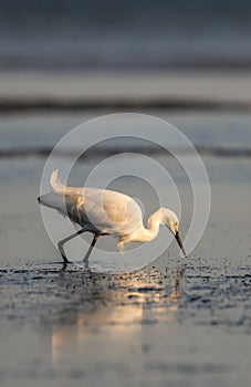 Snowy Egret Foraging, Breeding Plumage, San Carlos Bay, Bunche B