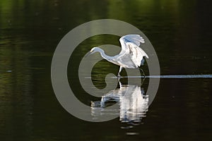 Snowy Egret frantically chasing after fish in shallow water