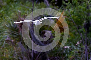 Snowy Egret gliding