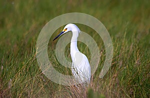 Snowy egret in a grassy salt marsh in Florida.