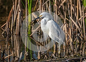 Snowy Egret on the Hunt