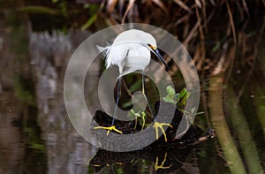 Snowy egret hunting in a Florida swamp.