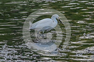 Snowy Egret hunting in river estuary