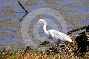 Snowy egret hunting on the shoreline of Baylands Park, Palo Alto, south San Francisco bay area, California photo