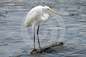 Snowy Egret in Huntington Beach State Park