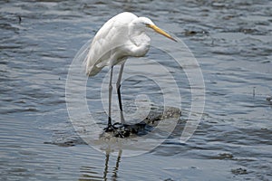 Snowy Egret in Huntington Beach State Park