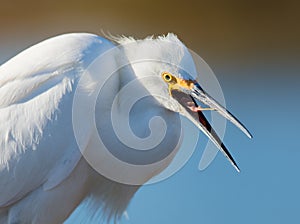 Snowy Egret