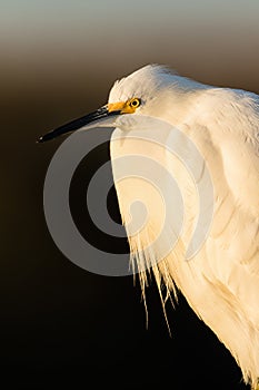 Snowy Egret