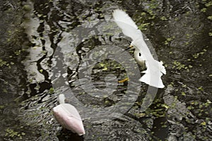 Snowy egret landing near a roseate spoonbill, Florida`s everglad