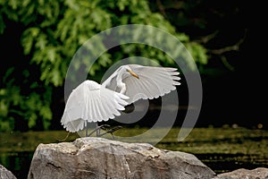 Snowy Egret landing on a rock