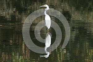 Snowy Egret in Littleton, Colorado with the reflection showing in the lake.