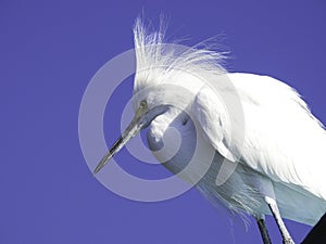 Snowy Egret Looking Down