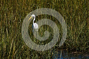 A Snowy Egret Looking for Lunch