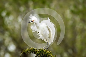 Snowy Egret looks graceful and elegant in delicate plumage on green branch