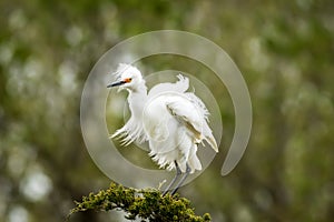 Snowy Egret looks graceful and elegant in delicate plumage on green branch