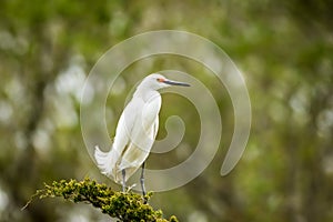 Snowy Egret looks graceful and elegant in delicate plumage on green branch