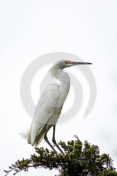 Snowy Egret looks graceful and elegant in delicate plumage on green branch