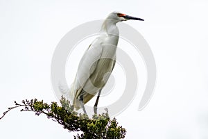 Snowy Egret looks graceful and elegant in delicate plumage on green branch