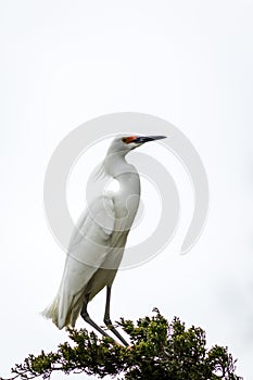 Snowy Egret looks graceful and elegant in delicate whispy plumage on green branch on white