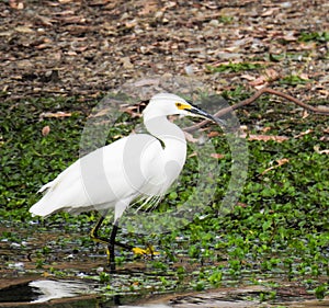 Snowy Egret In Los Gatos Creek