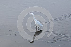 Snowy Egret makes its way to surfacing fish