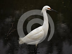 Snowy Egret in Marsh