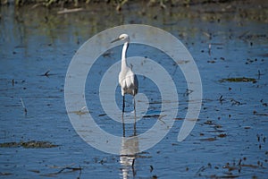 A snowy egret in a marsh.
