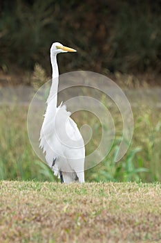Snowy Egret in a marsh