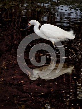 Snowy Egret in Marsh