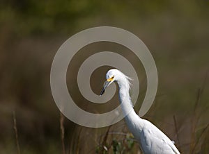 Snowy Egret, Merritt Island National Wildlife Refuge, Florida