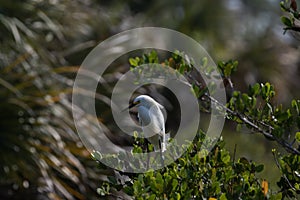 Snowy Egret, Merritt Island National Wildlife Refuge, Florida