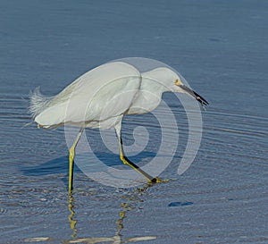 Snowy Egret with Morning Catch at Fort DeSoto Park, Florida