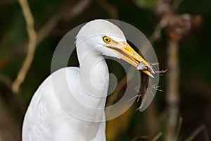 Snowy Egret Munching on a Salamander