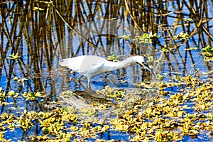 Snowy Egret Myakka River State Park